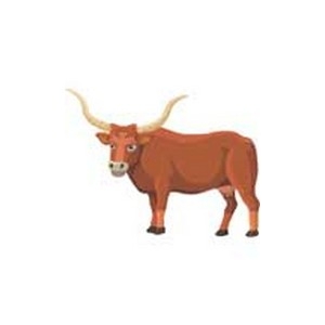 Cow-bull